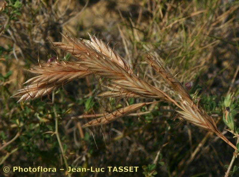 Bromus squarrosus 9