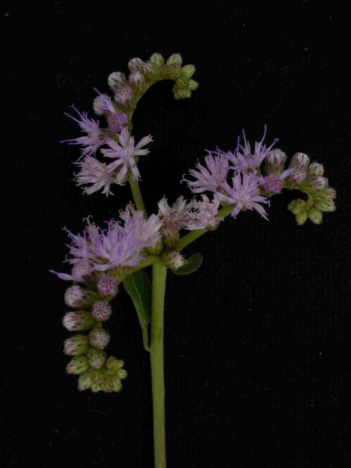 Orchidea scorpione