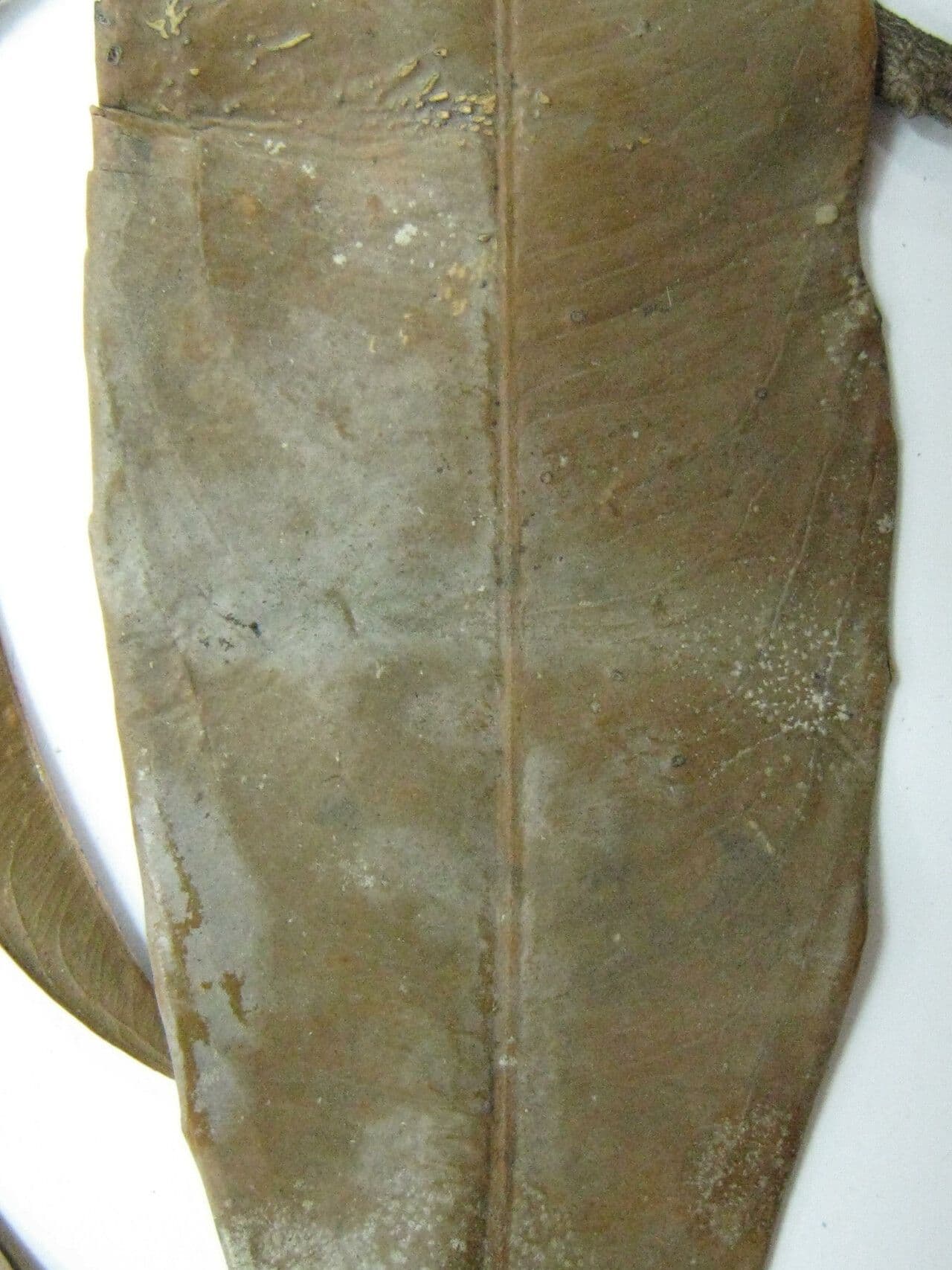 Ouratea Candollea 5