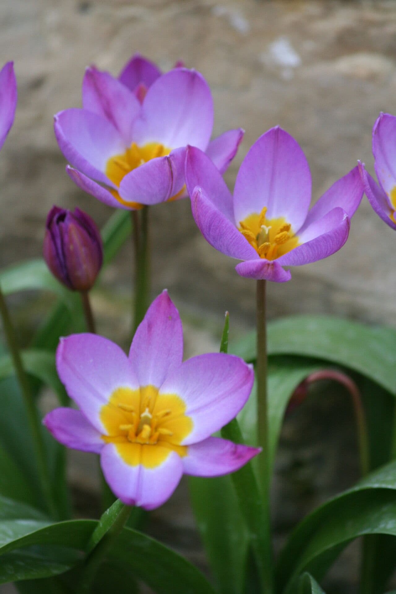 Tulipano 2