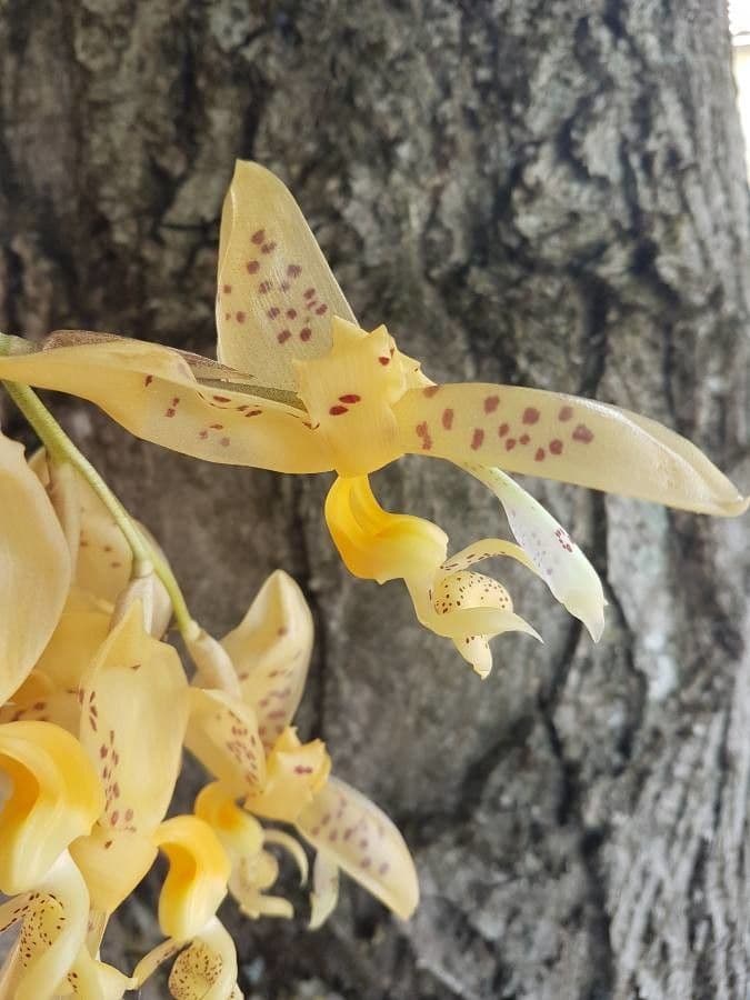 Stanhopea 3