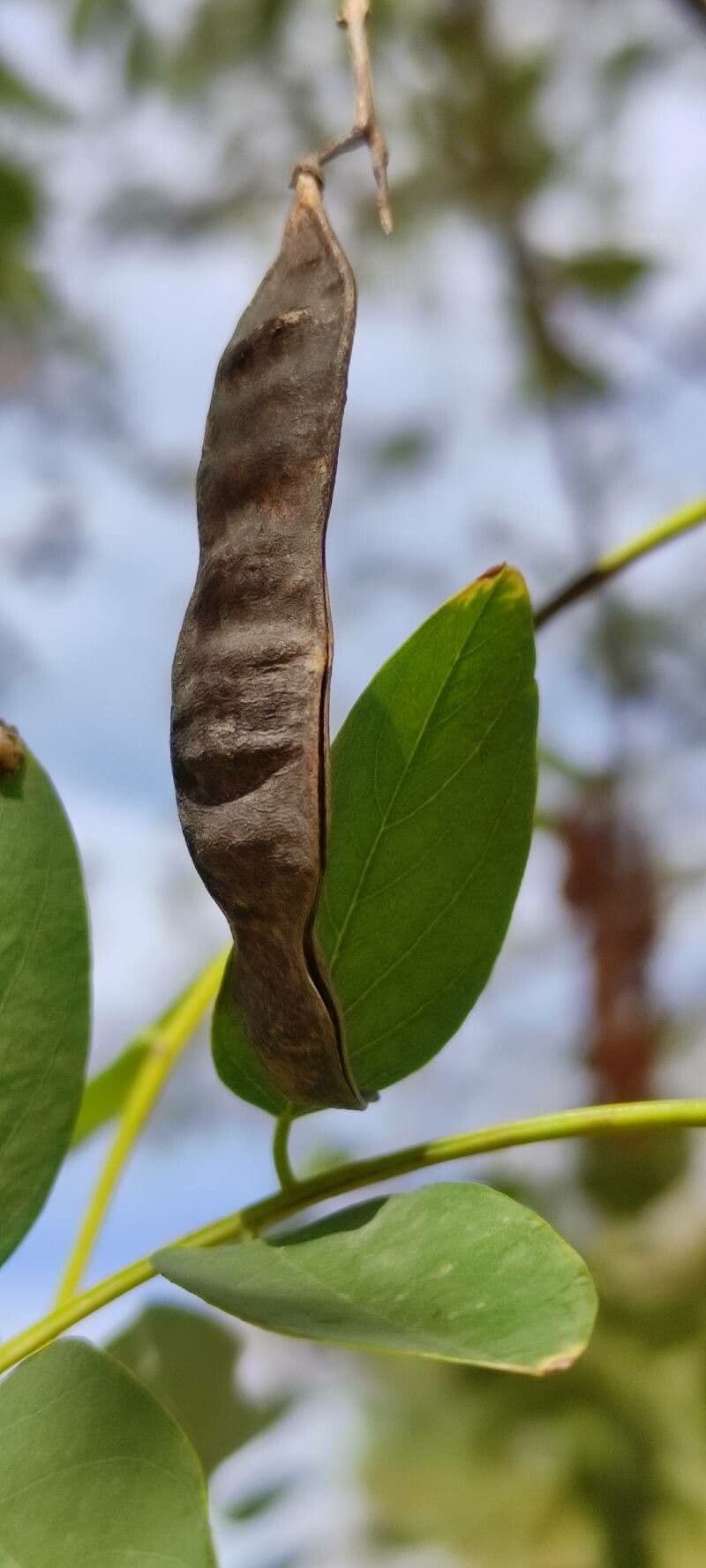 Robinia viscosa
