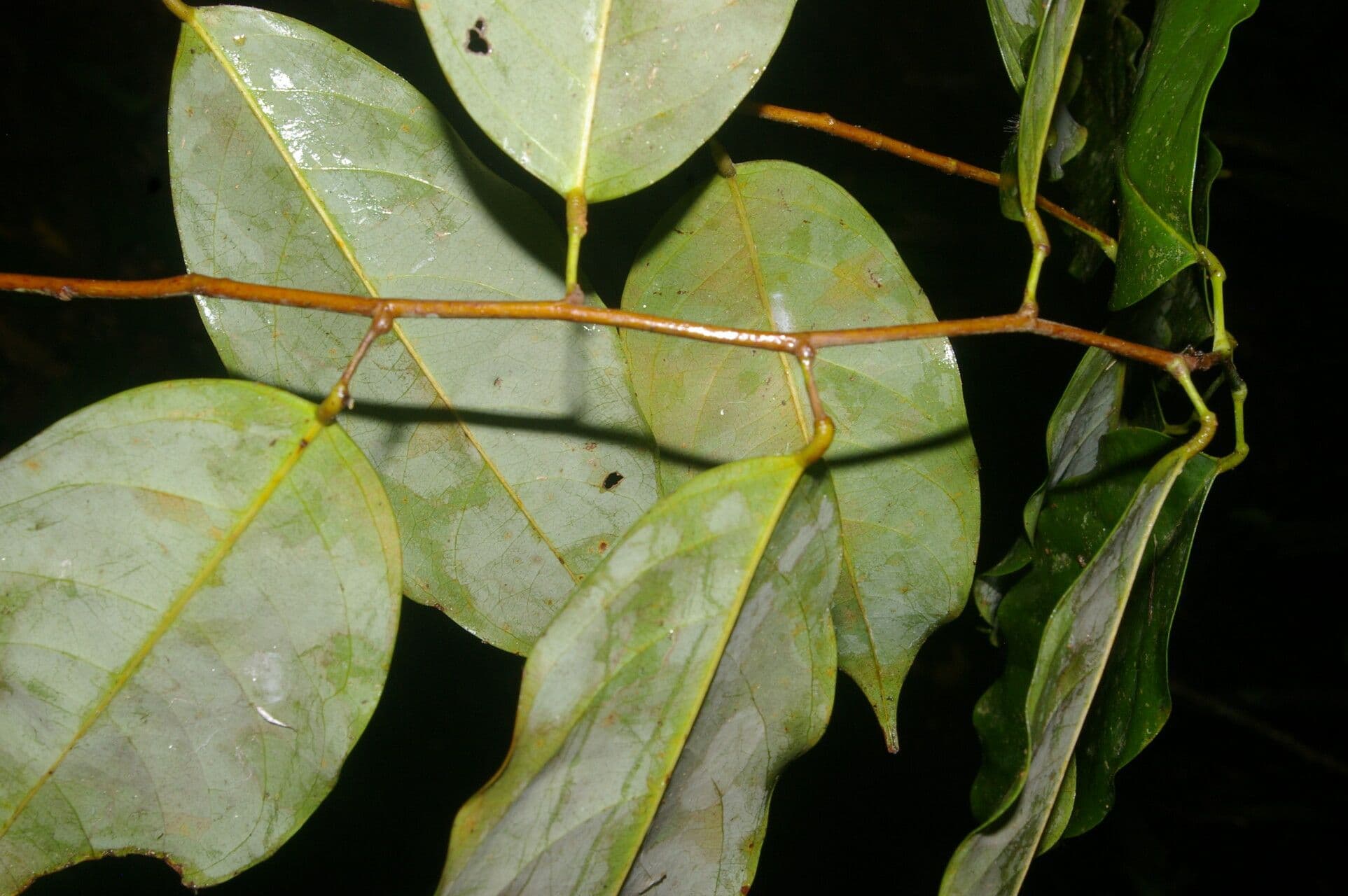 Ruptiliocarpon