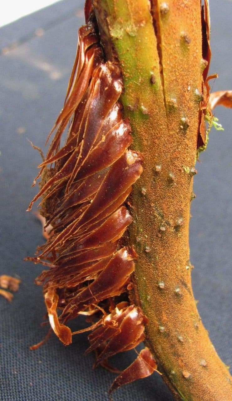 Cyathea multiflora