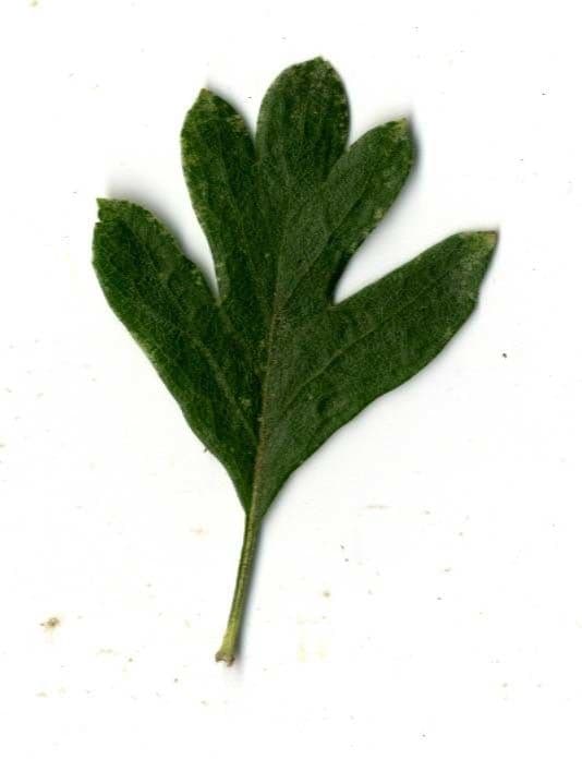 Azzarola 28