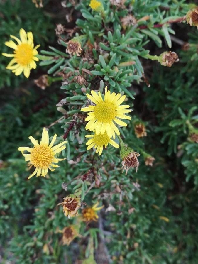 Limbarda crithmoides 9