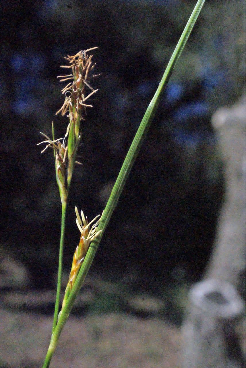Carex distachya 7