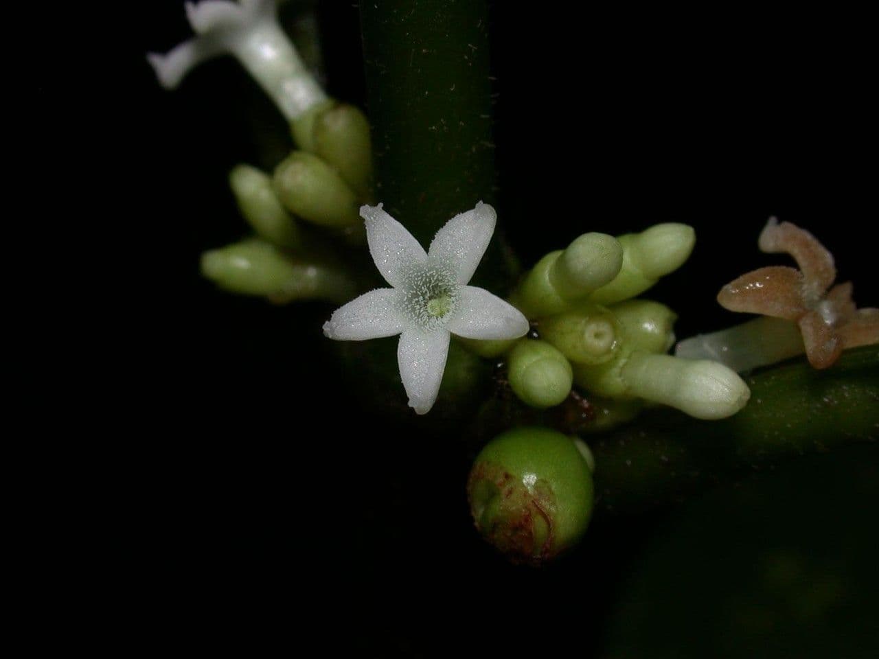 Ronabea latifolia 6