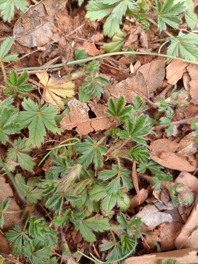 Cincoenrama de primavera 16