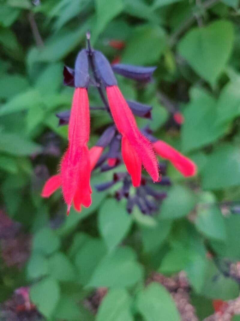 Salvia splendente 4