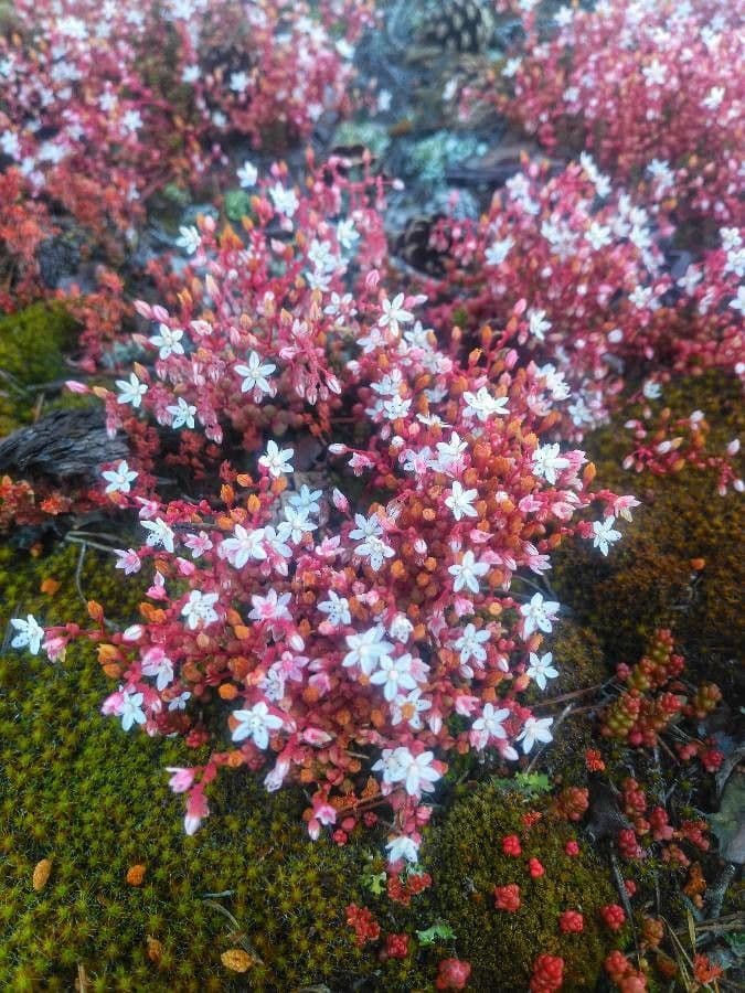 Borracina cerulea 6