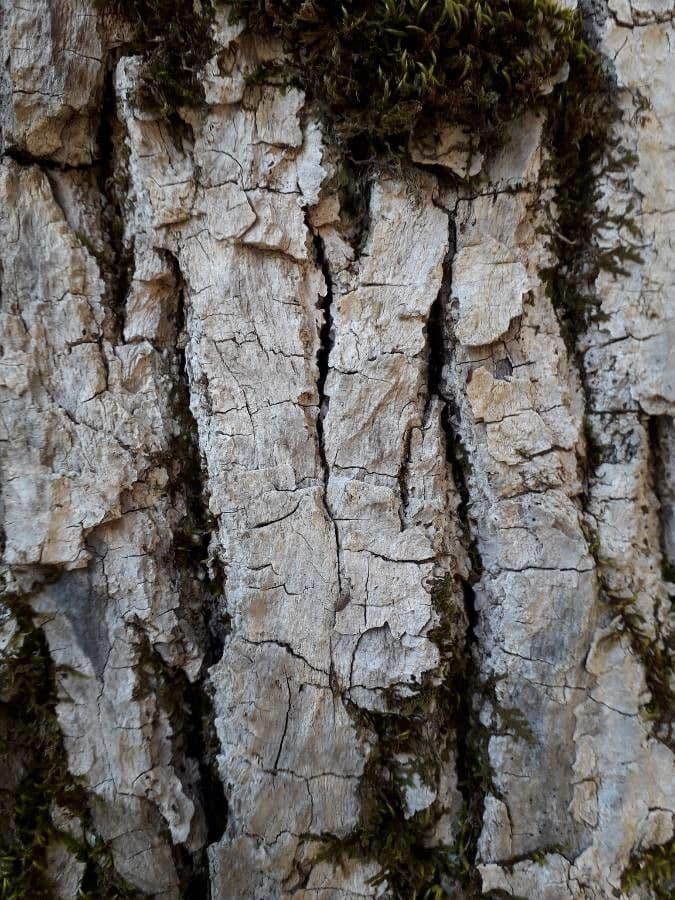 Pino d'Aleppo 22