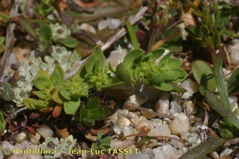 Paronichia spinosa 12