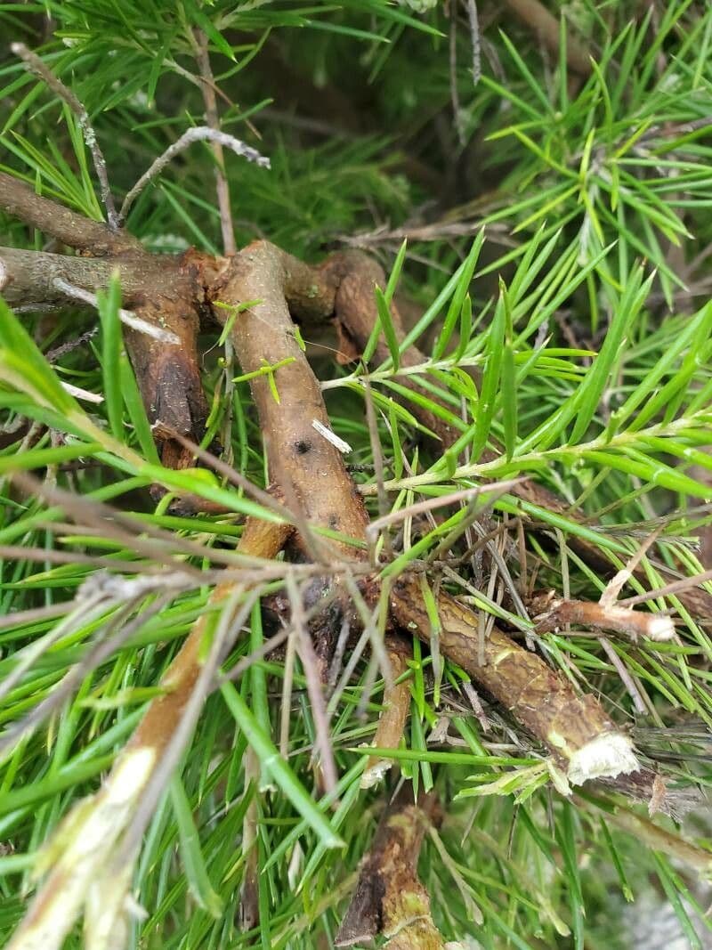 Rosmarinblättrige Grevillea 25