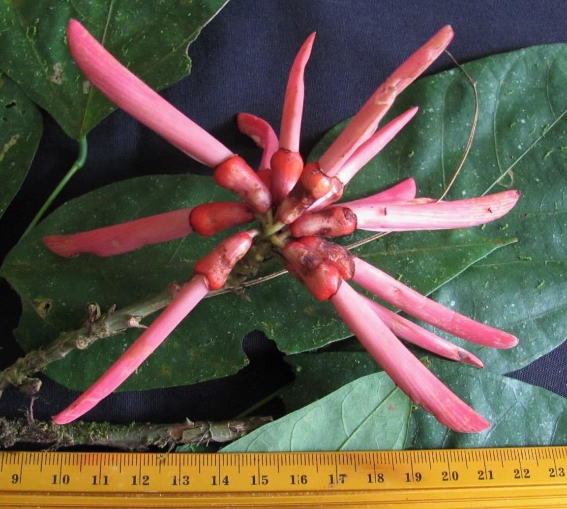 Erythrina kopinatá 5