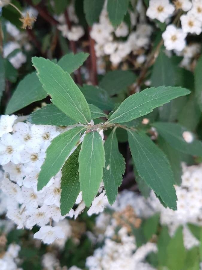 Reeve's spiraea 19