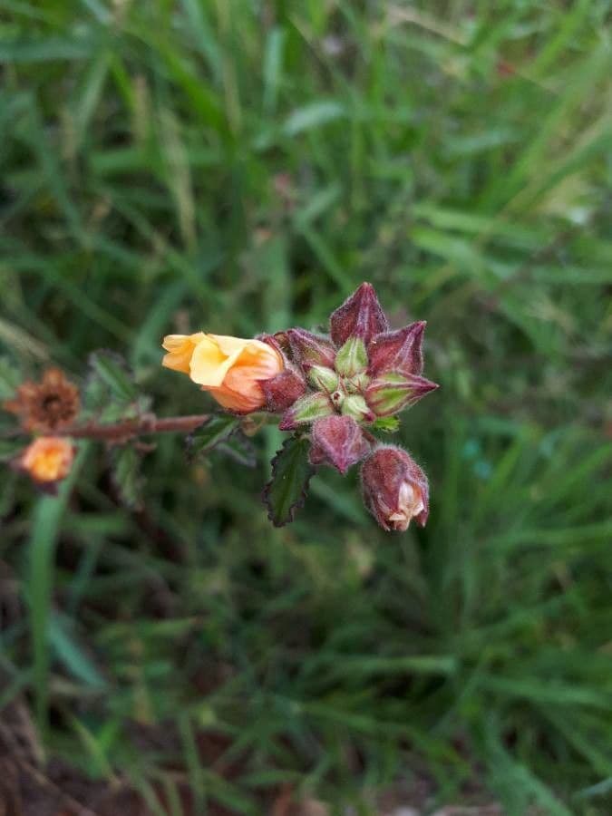 Sida cordifolia 5