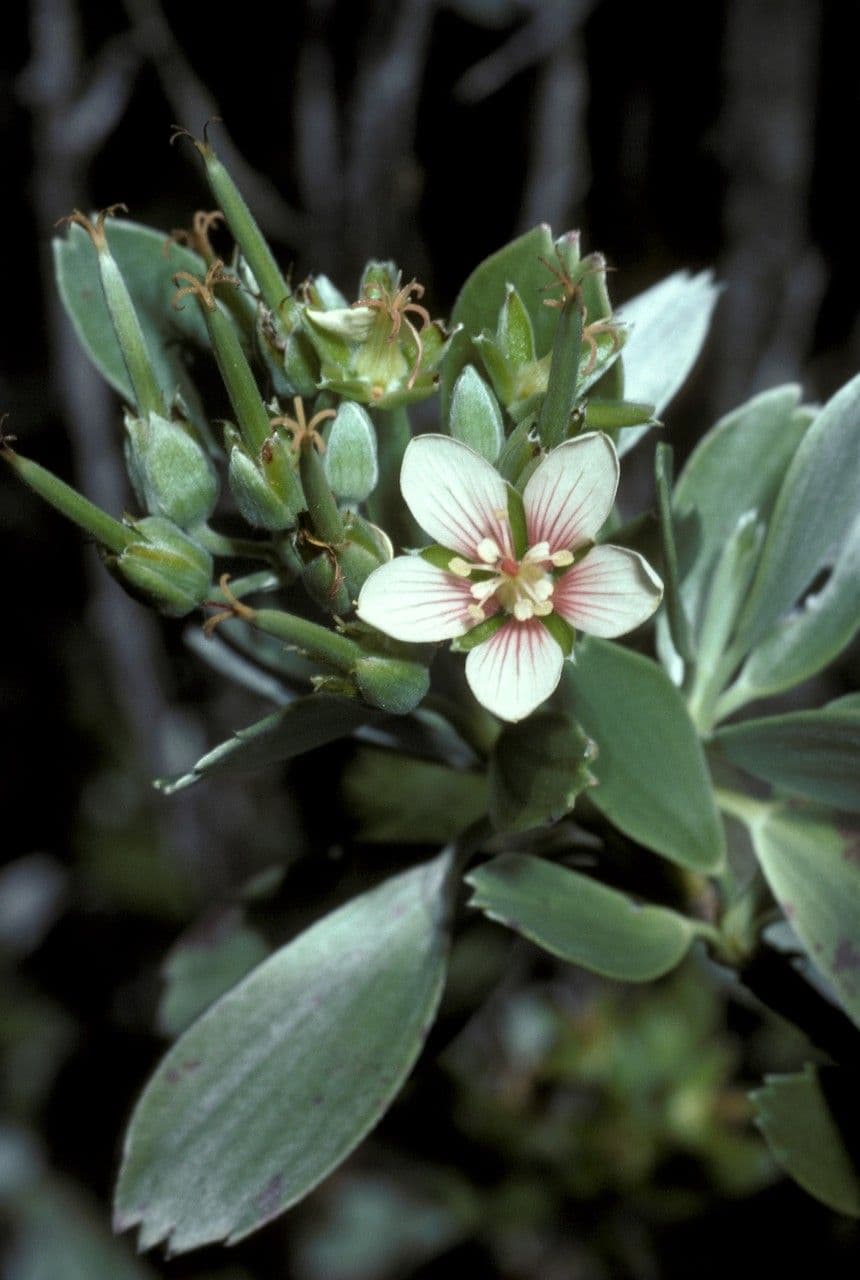 Geranium klinovité 2