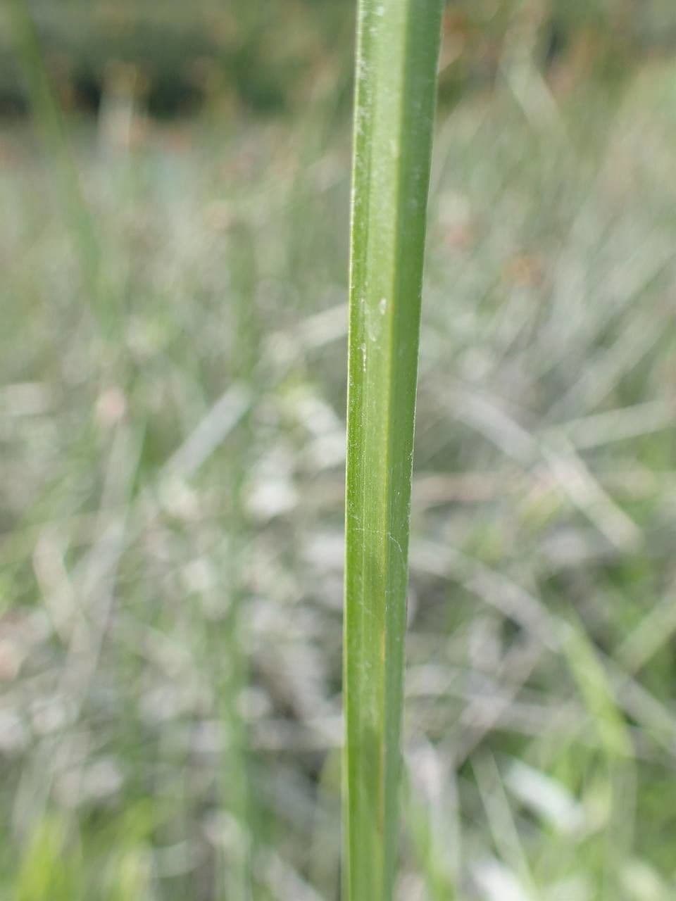 Schoenoplectus triqueter 25