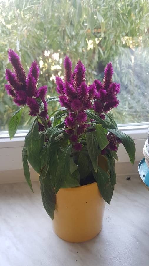 Celosia argentea 21