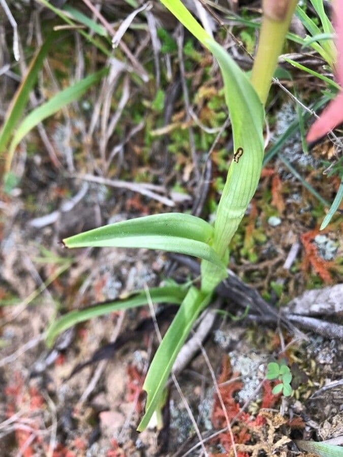 Serapias neglecta 19