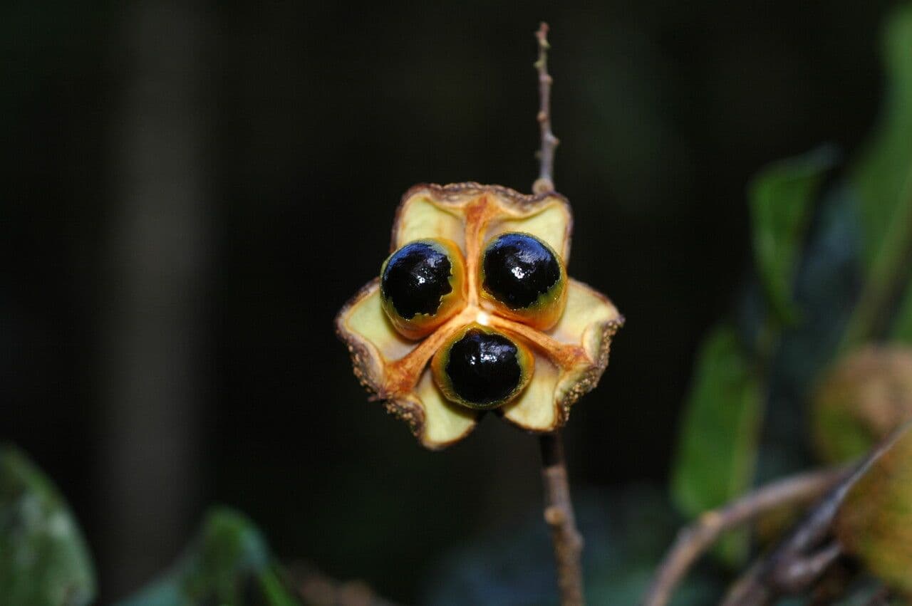 Cupania