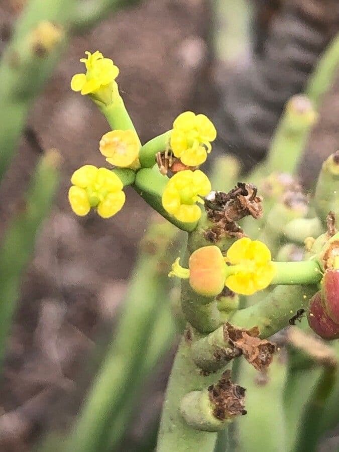 Euphorbe aphylla