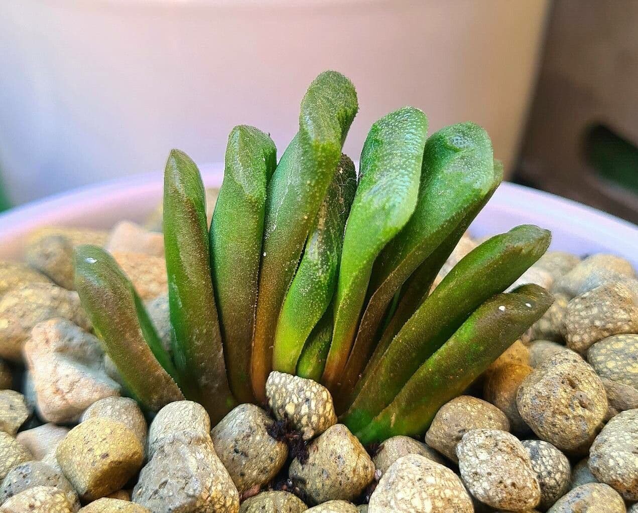 Haworthia 8