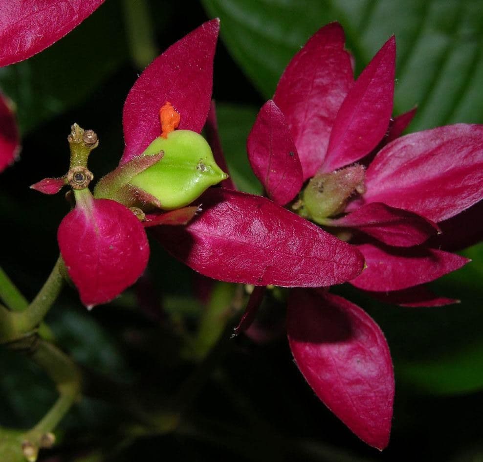Mantello rosso brasiliano 3