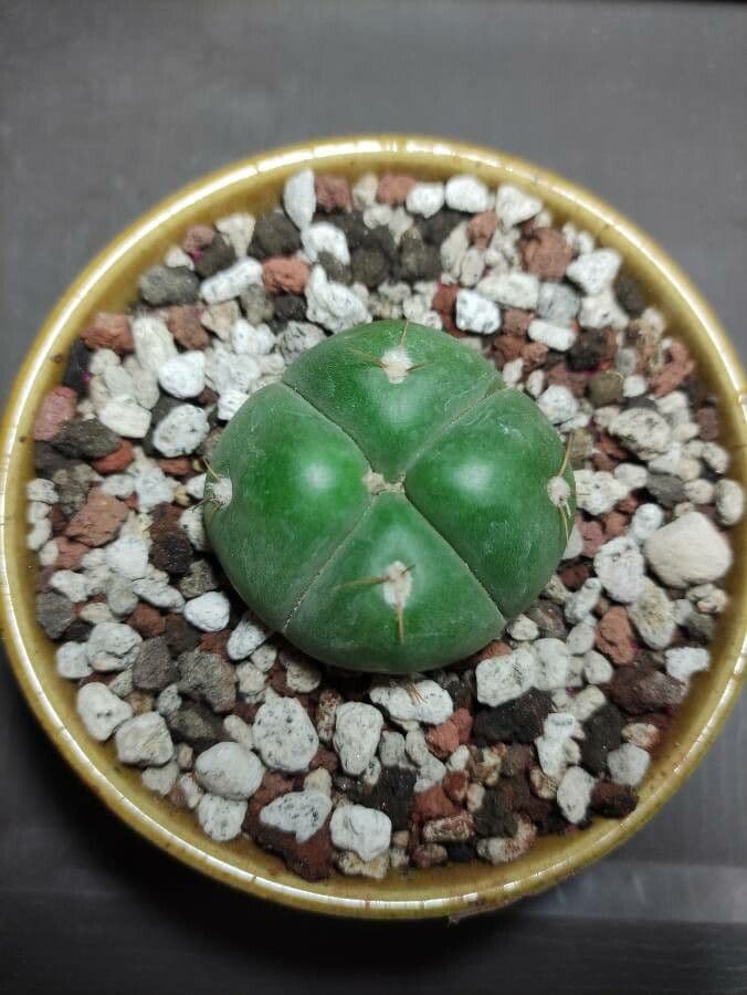 Cactus 6