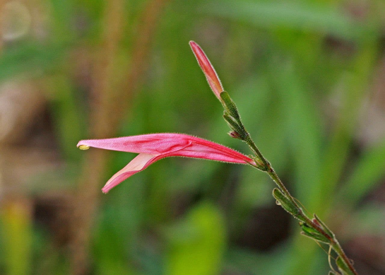 Dicliptera sexangularis 4