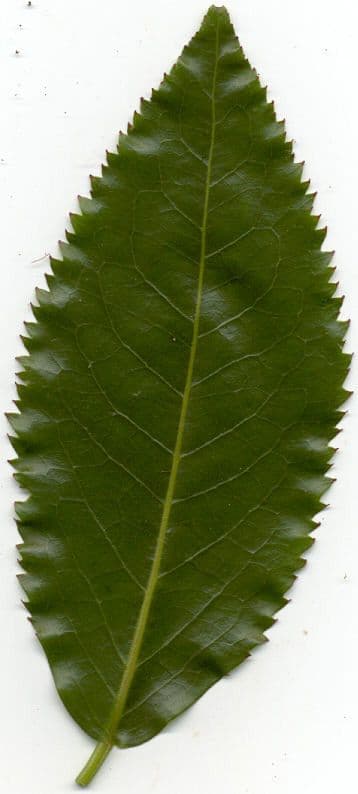 Aphloia theiformis 30