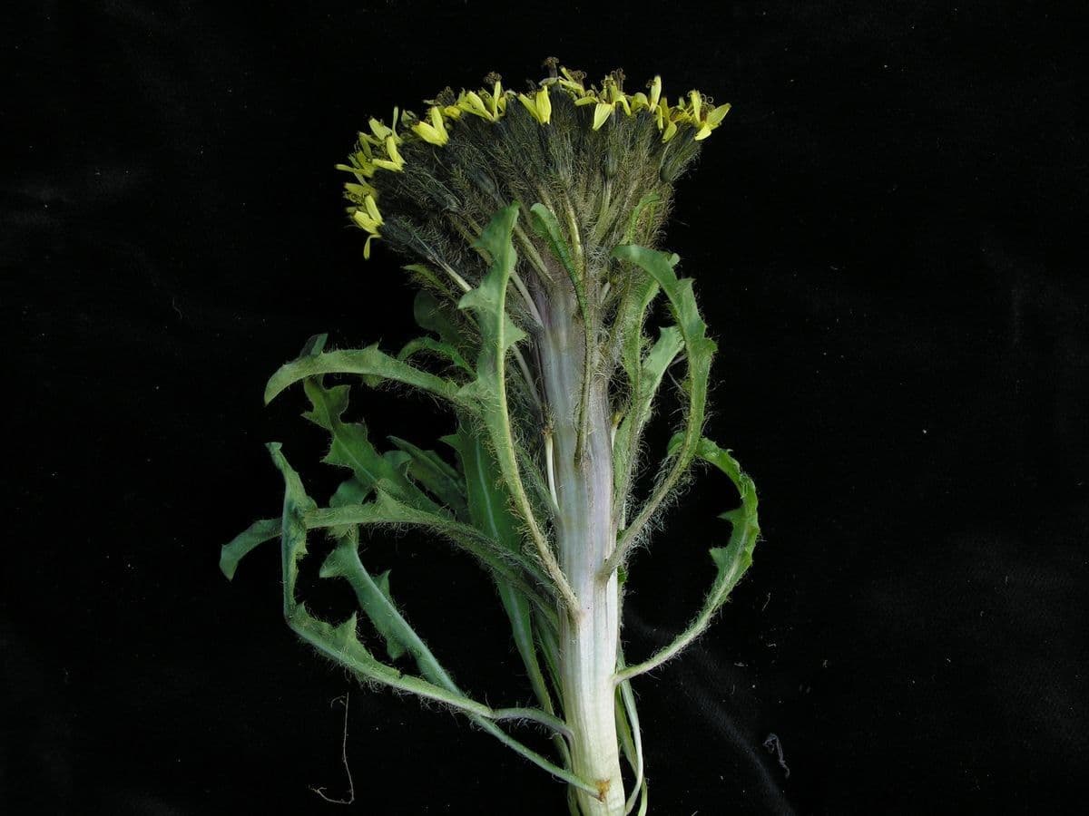 Soroseris 4