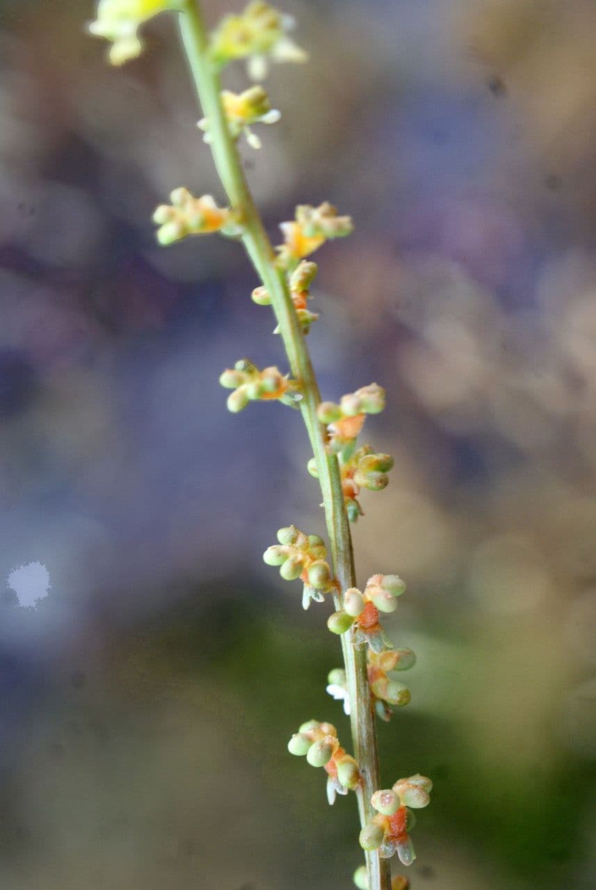 Sesamoides purpurascens 4