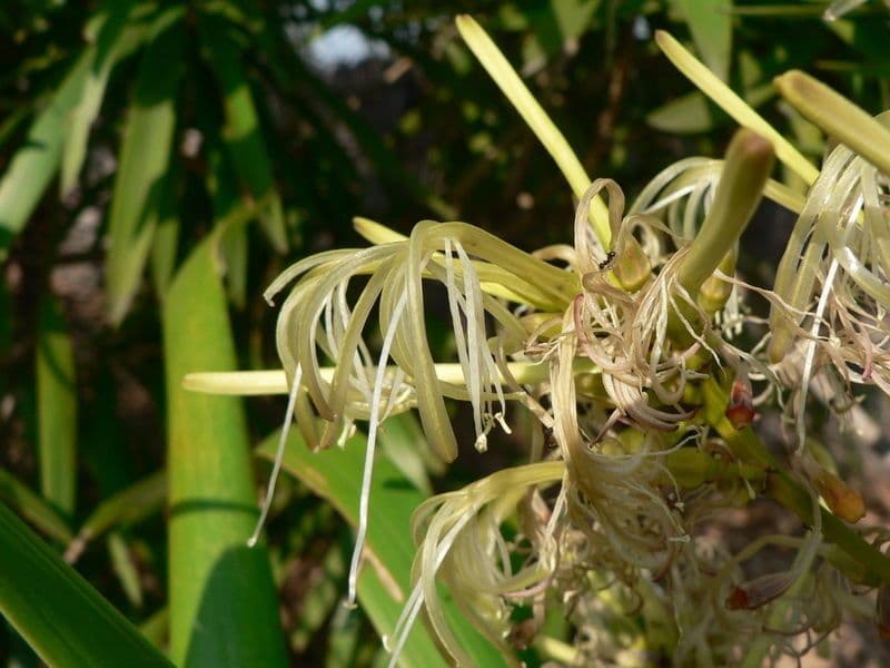 Dracena 5