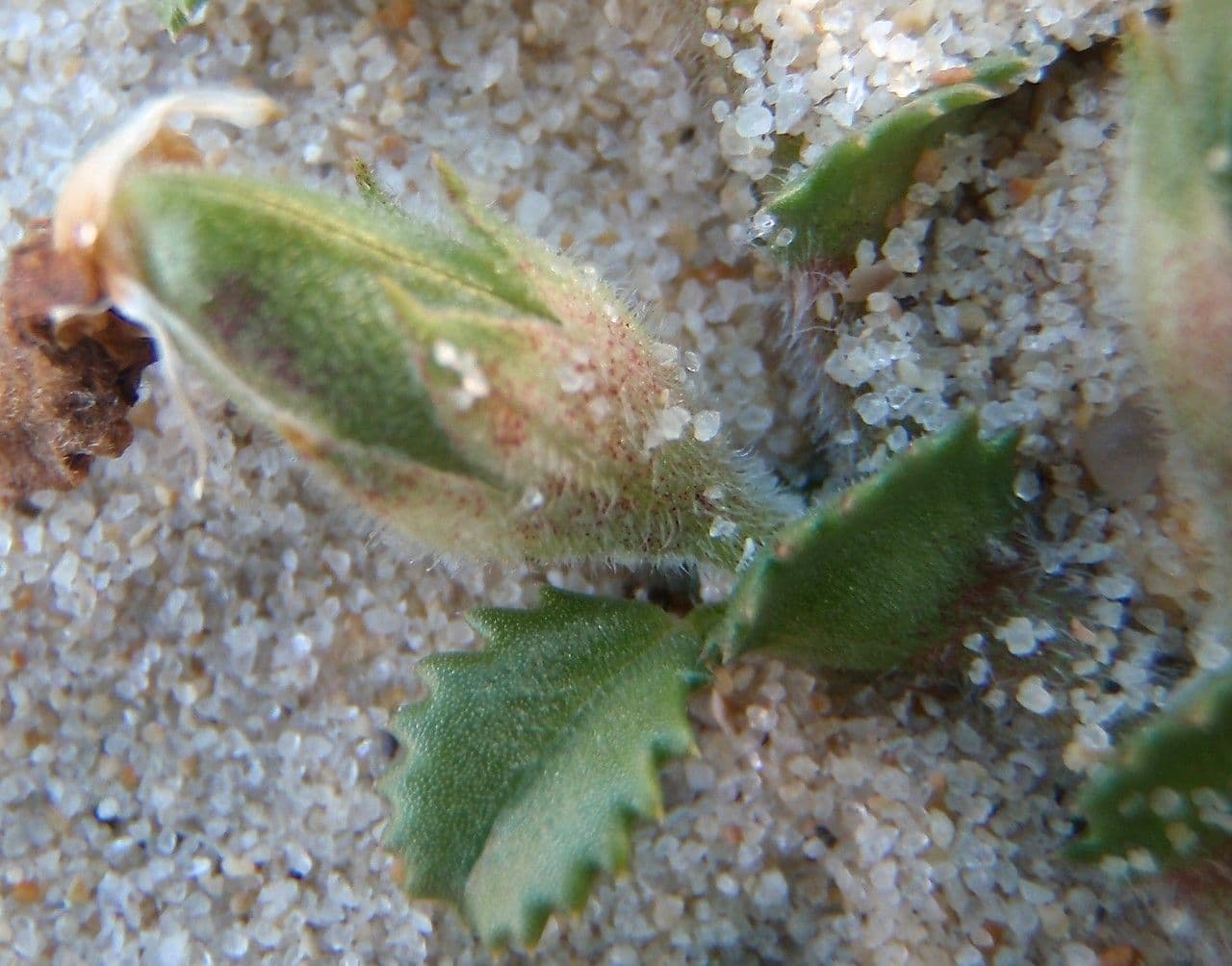 Onide variegata 8