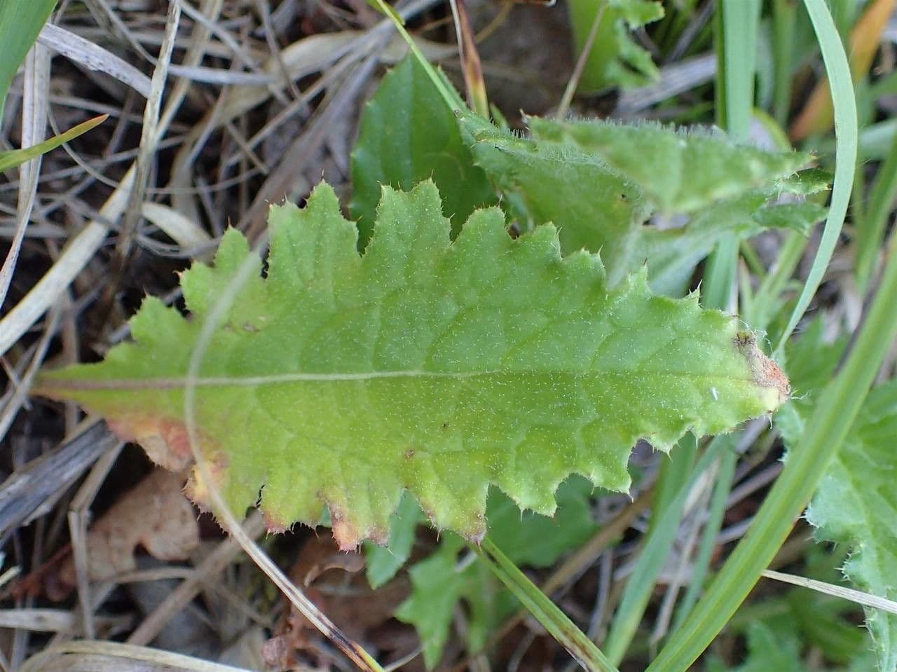 Knollen-Distel 18