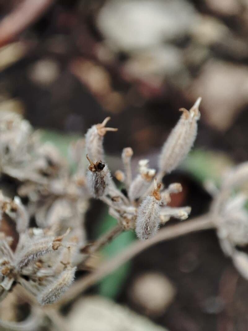 Athamanta cretensis 3