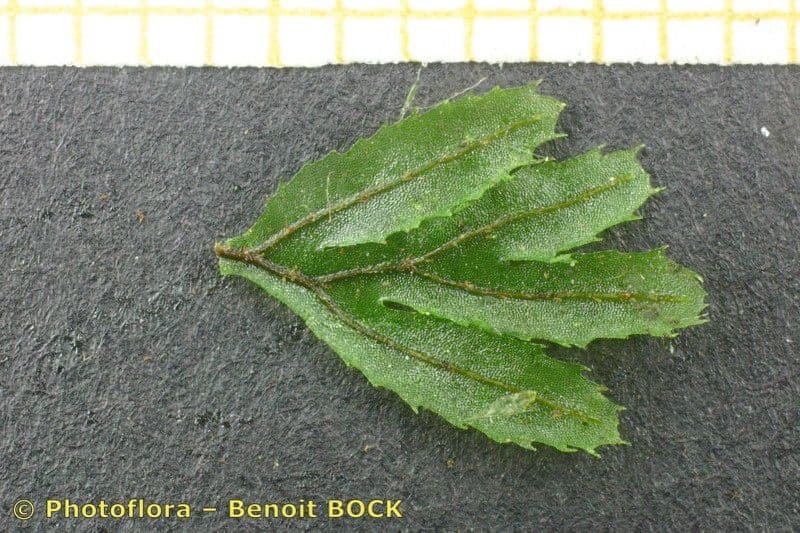 Braunes Hymenophyllum 25