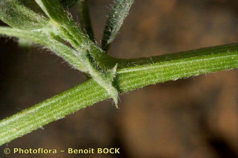 Bengalkichererbse 23