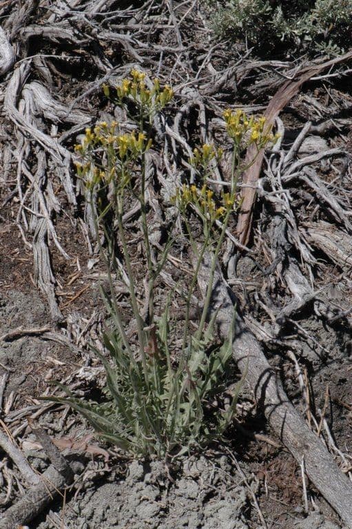Cerefolio acuminado 9