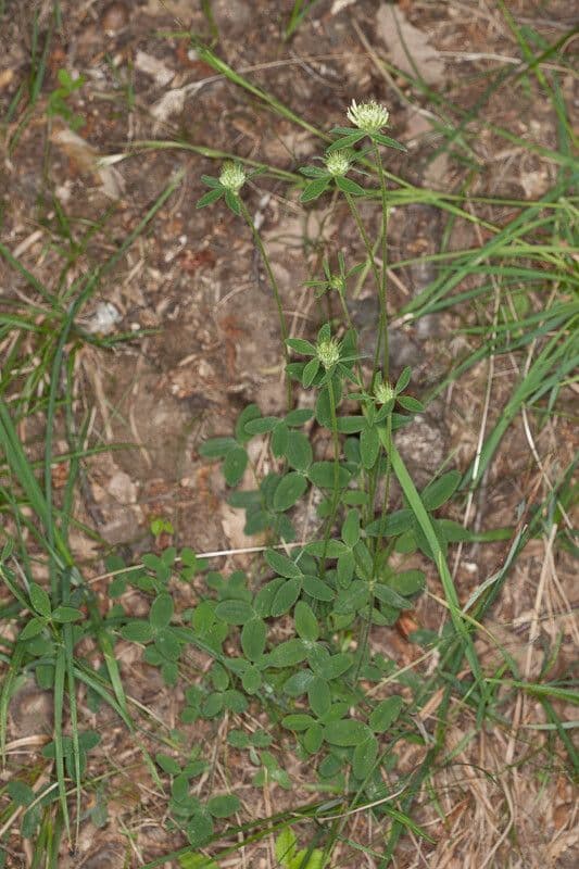 Sulphur clover 9