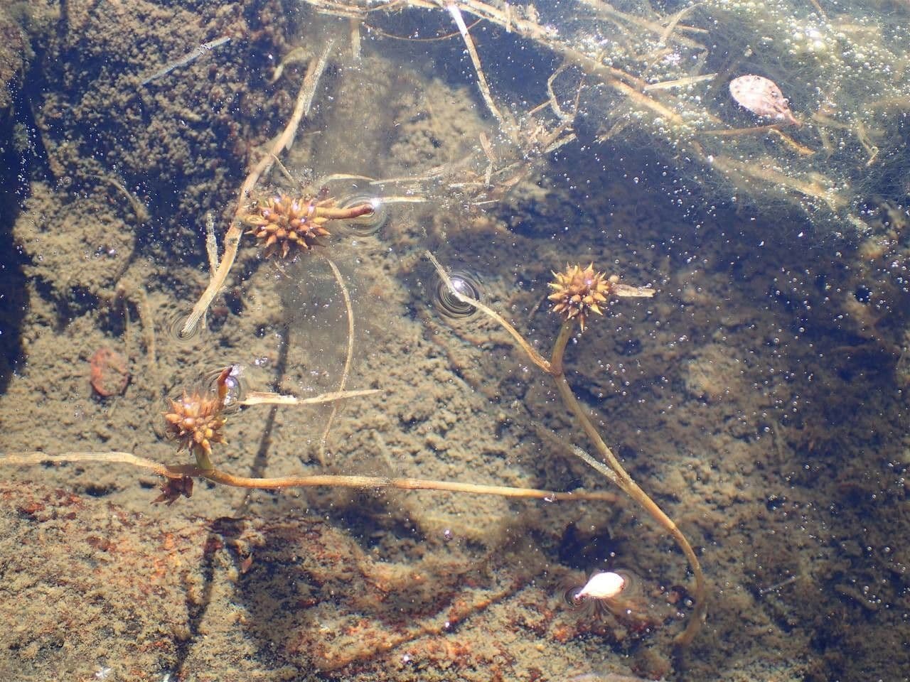 Schmalblättriger Igelkolben 13