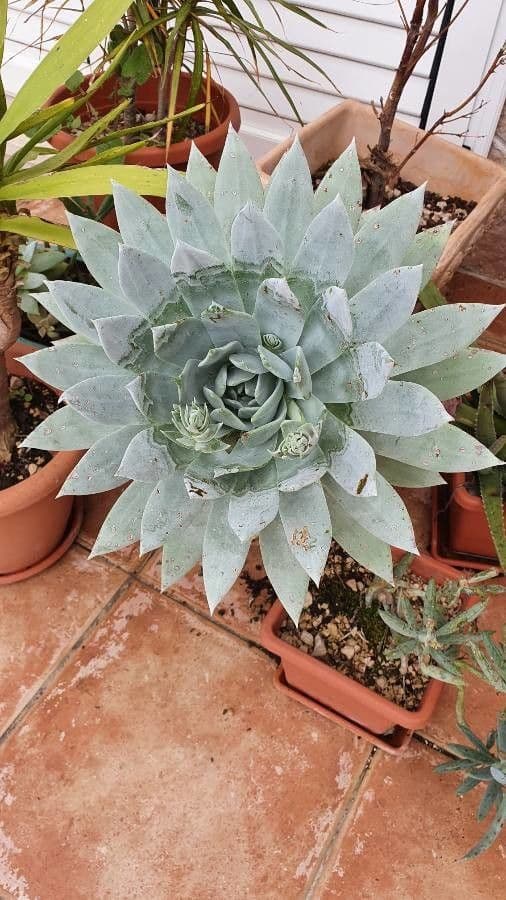 Dudleya Brittonova 8