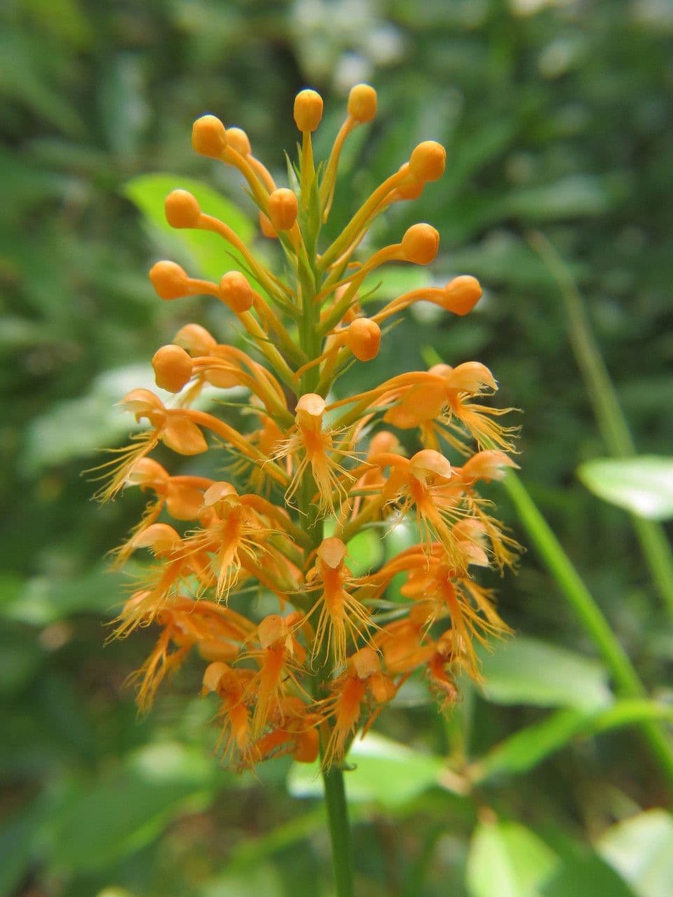 Platanthera