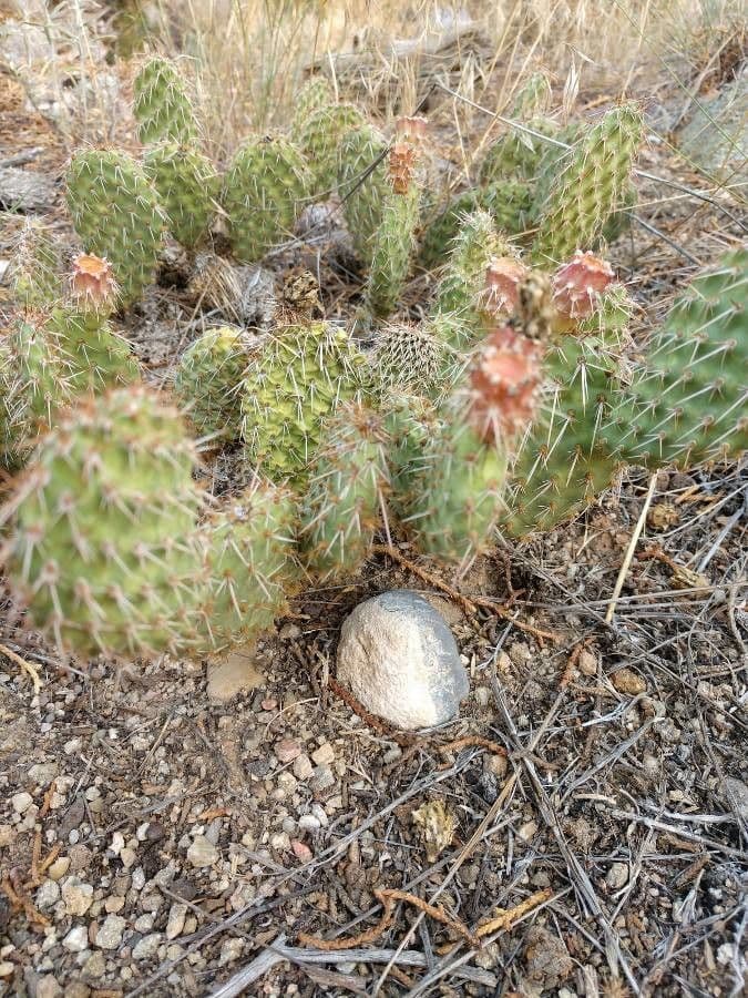 Nopal espinoso 19