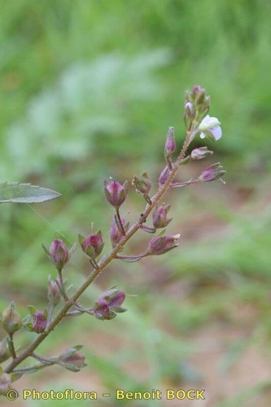 Veronica acquatica 19