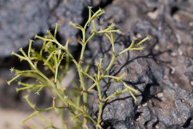 Chorizanthe brevicornu 7