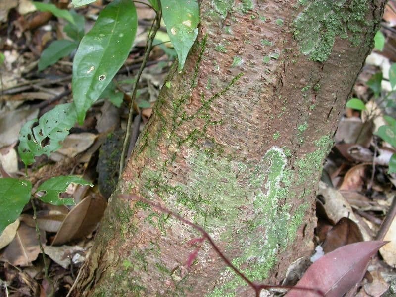 Basralocus 14