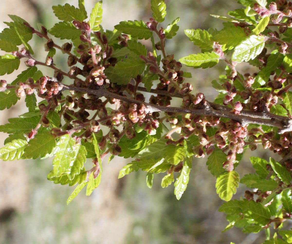 Zelkova cretese 2